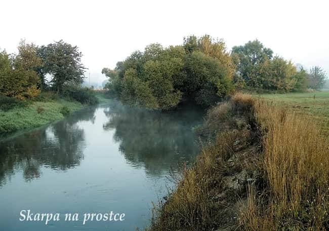 Odkryj różnorodność ryb w rzece Świniec - Idealne miejsce dla wędkarzy