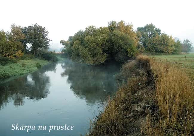 Odkryj różnorodność ryb w rzece Świniec - Idealne miejsce dla wędkarzy