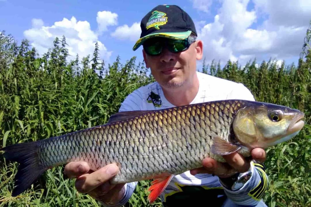 Jak łowić klenie na spinning - sprawdzone techniki i skuteczne przynęty
