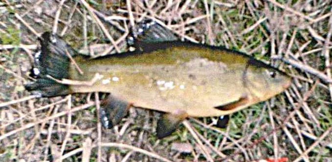 Skuteczna przynęta na lina - najlepsze opcje, które naprawdę działają