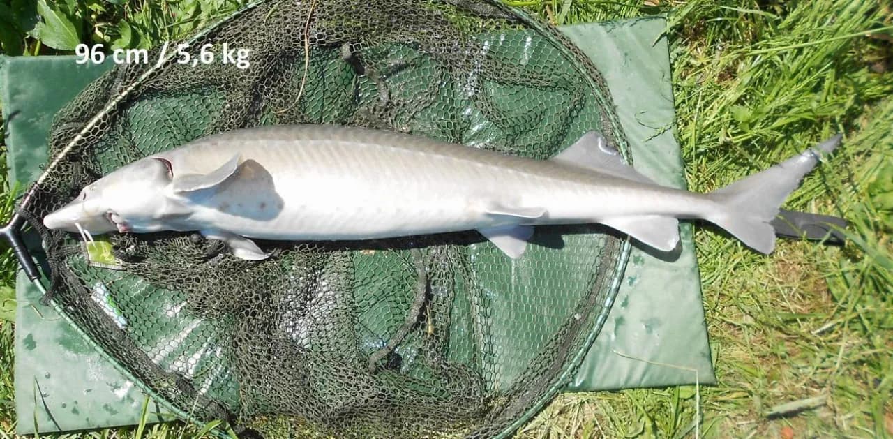 Skuteczna przynęta na jesiotra - najlepsze opcje, które działają