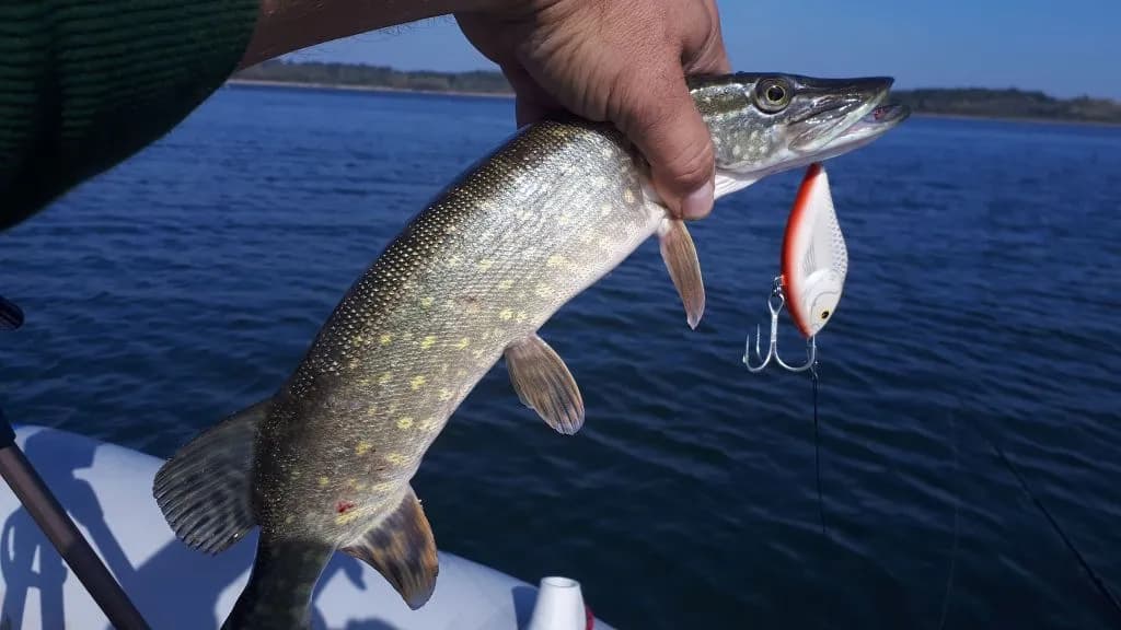 Kolendra na jakie ryby: skuteczne sposoby na przyciąganie ryb