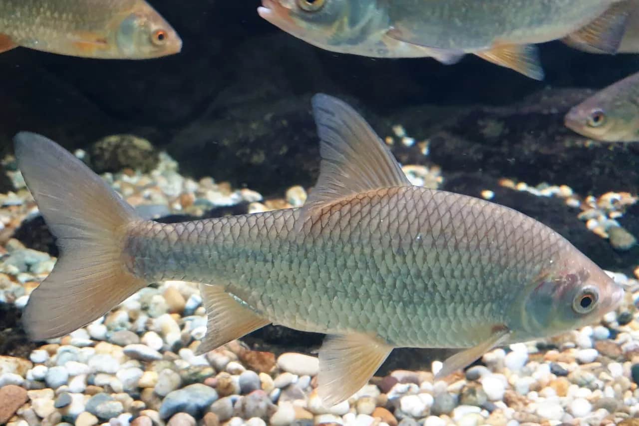 Odkryj różnorodność ryb jeziora Uściwierz - nieznane sekrety natury