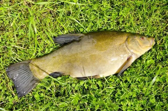 Kto wydaje kartę wędkarską? Sprawdź, jak łatwo ją uzyskać